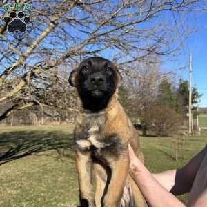 Lavendar, Belgian Malinois Puppy